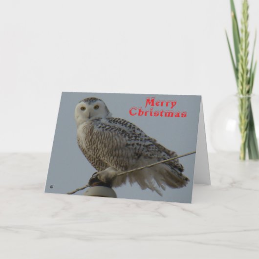 B38 Snowy Owl Christmas Card Bedankkaart (Voorkant)