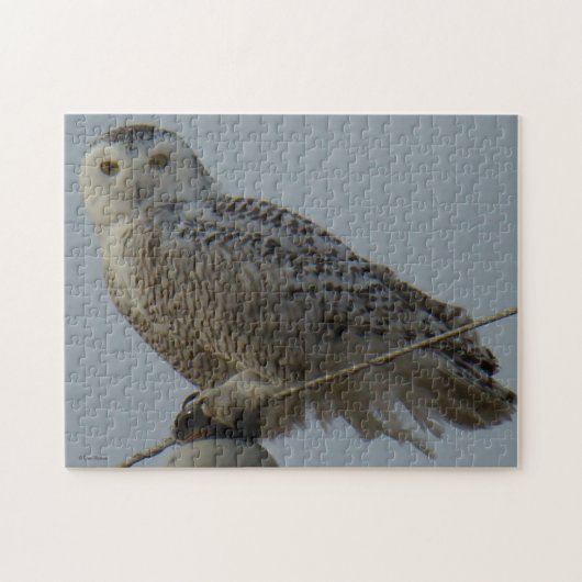 B38 Snowy Owl Legpuzzel (Horizontaal)
