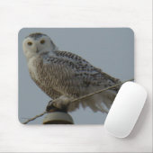 B38 Snowy Owl Muismat (Met muis)