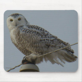 B38 Snowy Owl Muismat