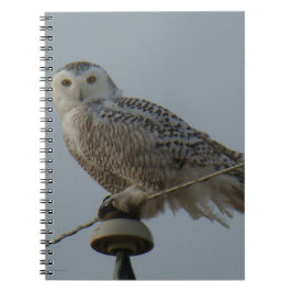 B38 Snowy Owl Notitieboek