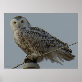 B38 Snowy Owl Poster