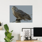 B38 Snowy Owl Poster (Thuiskantoor)