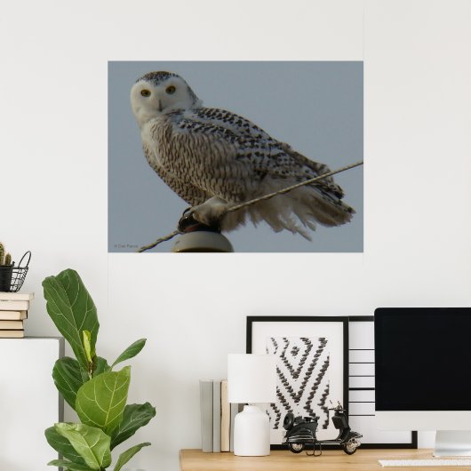 B38 Snowy Owl Poster (Thuiskantoor)