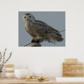B38 Snowy Owl Poster (Keuken)