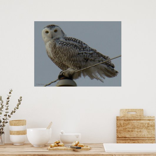 B38 Snowy Owl Poster (Keuken)
