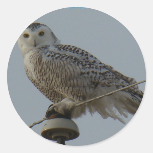 B38 Snowy Owl Ronde Sticker (Voorkant)