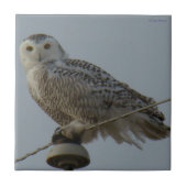B38 Snowy Owl Tegeltje (Voorkant)