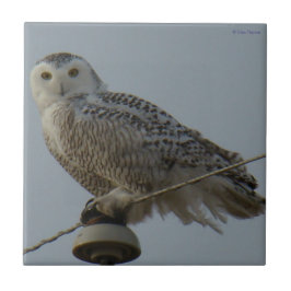 B38 Snowy Owl Tegeltje