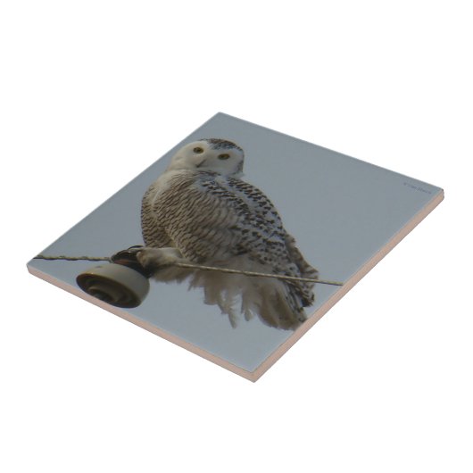 B38 Snowy Owl Tegeltje (Zijkant)