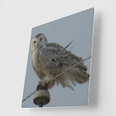 B38 Snowy Owl Vierkante Klok (Hoek)