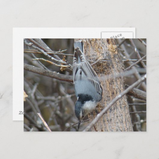 B39 Roodborstvoeding Briefkaart (Voorkant / Achterkant)