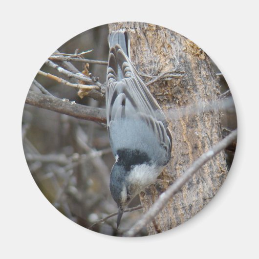 B39 Roodborstvoeding Magneet (Voorkant)