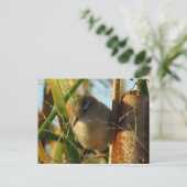 B3 Marsh Wren Briefkaart (Staand voorkant)