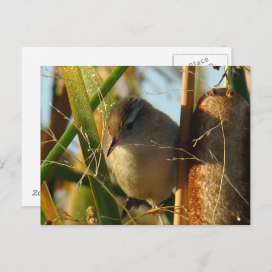 B3 Marsh Wren Briefkaart (Voorkant / Achterkant)