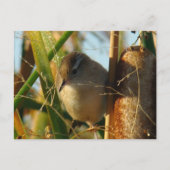 B3 Marsh Wren Briefkaart (Voorkant)