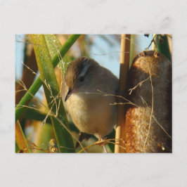 B3 Marsh Wren Briefkaart