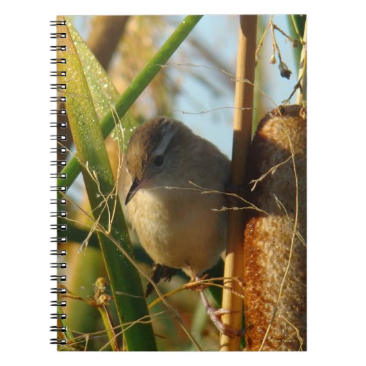 B3 Marsh Wren in Lisdodde Notitieboek (Voorkant)