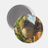 B3 Marsh Wren Magneet (Voorkant / Achterkant)