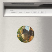 B3 Marsh Wren Magneet (Insitu (Vaatwasser))