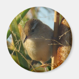 B3 Marsh Wren Magneet