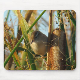 B3 Marsh Wren Muismat