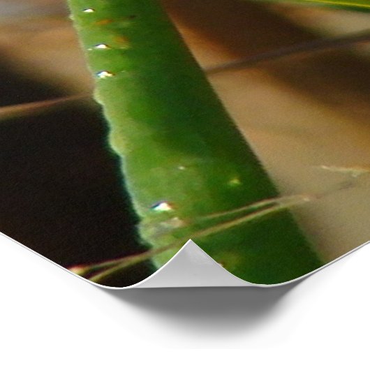 B3 Marsh Wren Poster (Hoek)