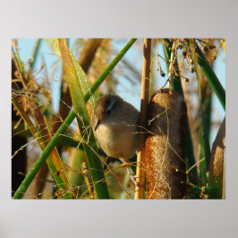 B3 Marsh Wren Poster
