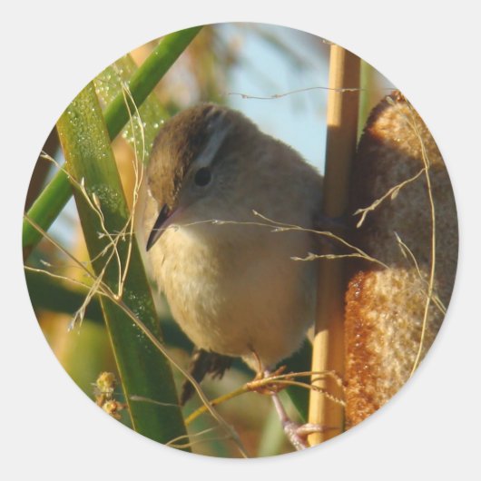 B3 Marsh Wren Ronde Sticker (Voorkant)