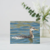 B40 Jongle, met rode hals gekookte Grebe Briefkaart (Staand voorkant)