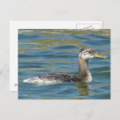 B40 Jongle, met rode hals gekookte Grebe Briefkaart (Voorkant / Achterkant)