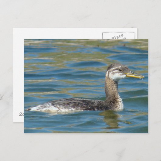 B40 Jongle, met rode hals gekookte Grebe Briefkaart (Voorkant / Achterkant)