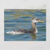 B40 Jongle, met rode hals gekookte Grebe Briefkaart (Voorkant)