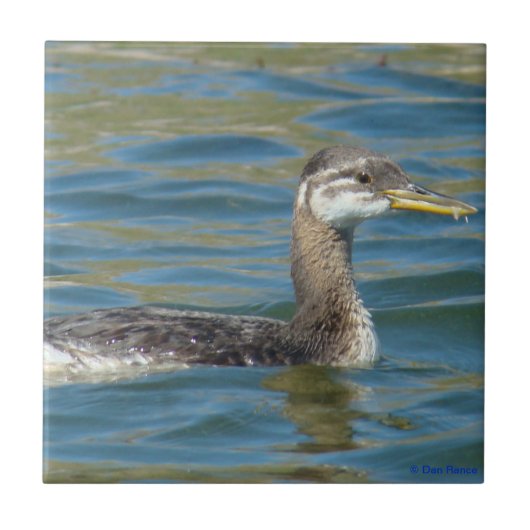 B40 Jongle, met rode hals gekookte Grebe Tegeltje (Voorkant)