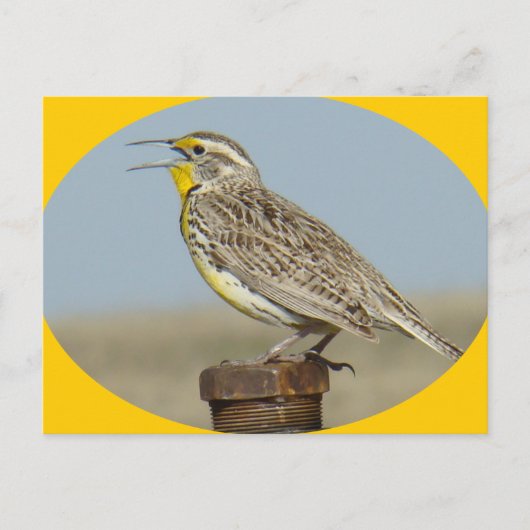B42 Westelijke Weideleeuwerik Briefkaart (Voorkant)