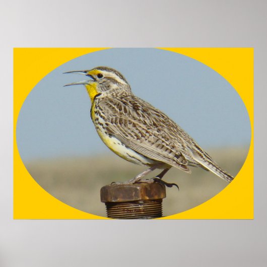B42 Western Meadowlark Poster (Voorkant)