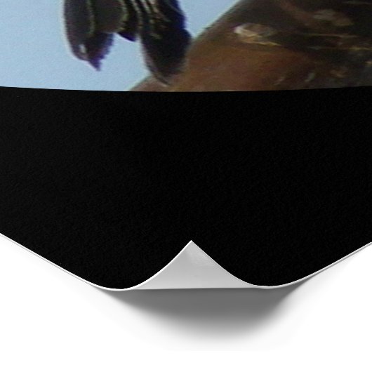 B43 Zwarte cichorei Poster (Hoek)