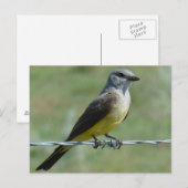 B44 Koningsvogel Briefkaart (Voorkant / Achterkant)