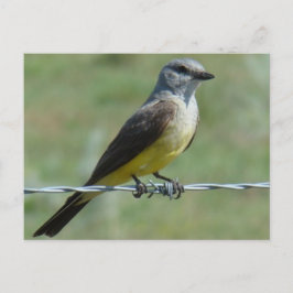 B44 Koningsvogel Briefkaart
