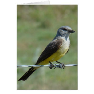 B44 Westelijke Koningsvogel