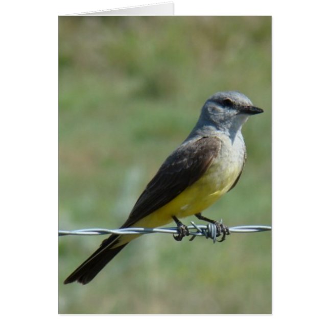 B44 Western Kingbird (Voorkant)