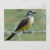 B44 Western Kingbird Briefkaart (Voorkant)