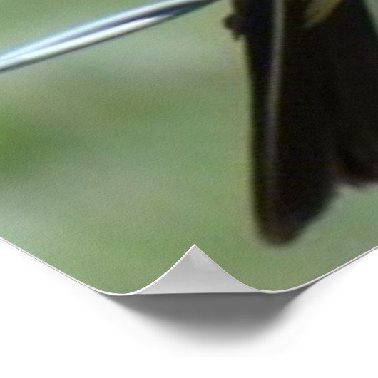 B44 Western Kingbird Poster (Hoek)