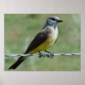 B44 Western Kingbird Poster (Voorkant)