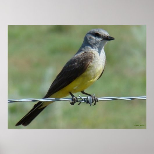 B44 Western Kingbird Poster (Voorkant)