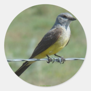 B44 Western Kingbird Ronde Sticker