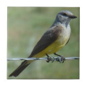 B44 Western Kingbird Tegeltje (Voorkant)
