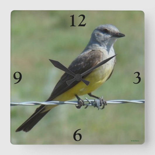 B44 Western Kingbird Vierkante Klok (Voorkant)