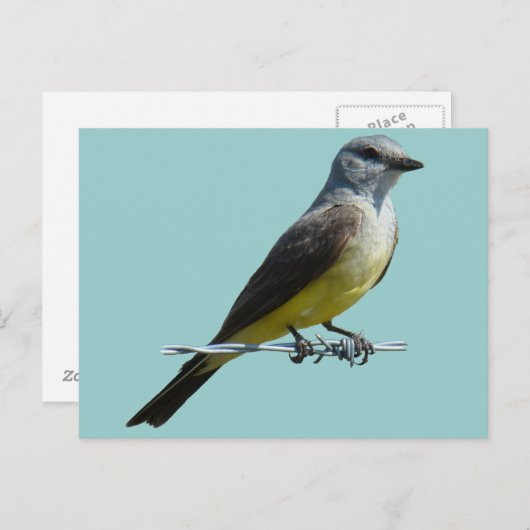 B45 Western Kingbird Briefkaart (Voorkant / Achterkant)
