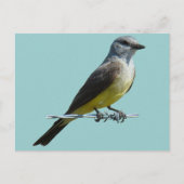 B45 Western Kingbird Briefkaart (Voorkant)